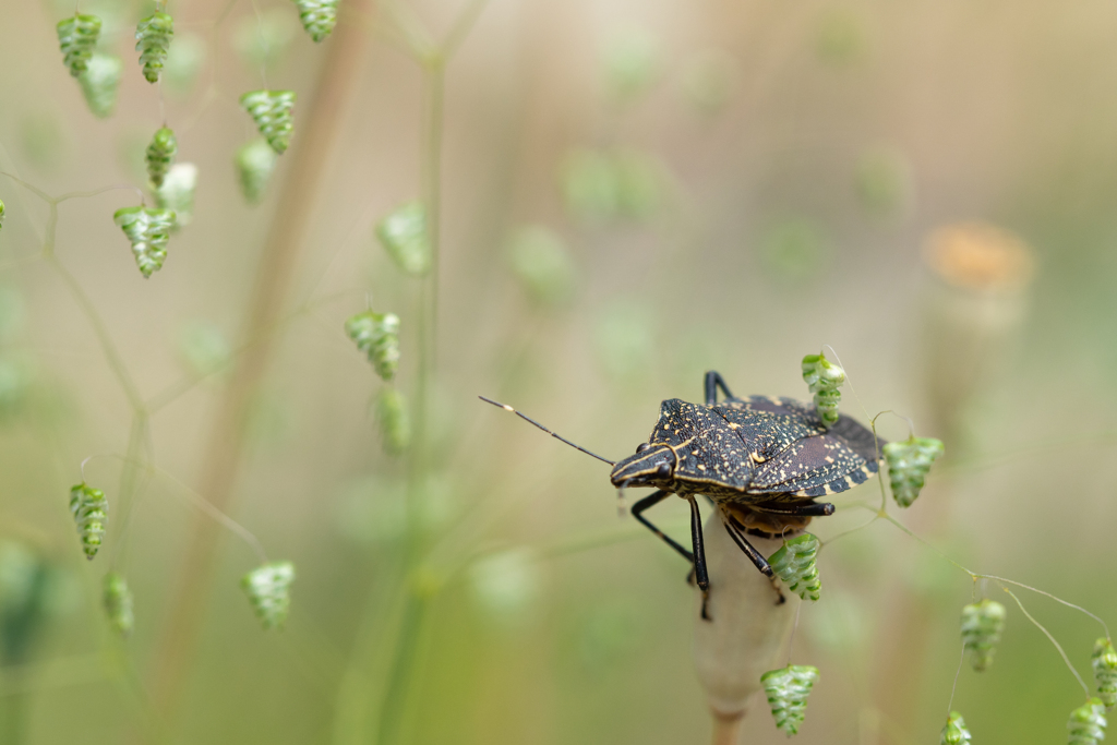 意外に足場が悪く もぞもぞ飛べないでいるカメムシ