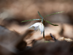 花山歩　出雲小貝母