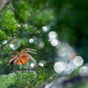 茄子と蜘蛛と梅雨玉