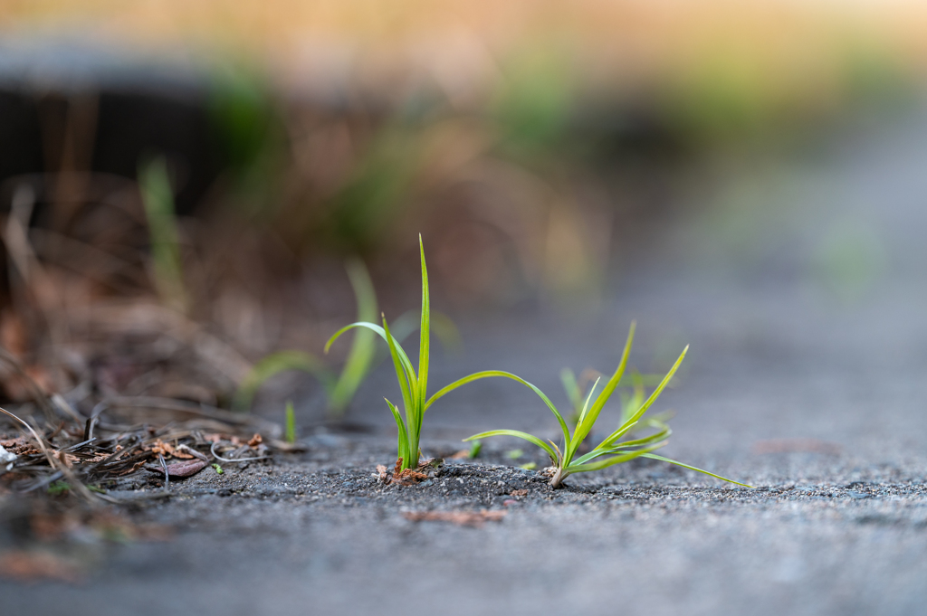 雑草というラベル