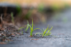 雑草というラベル