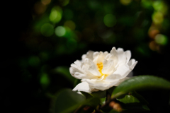白山茶花