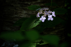 山紫陽花