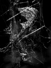 蜘蛛の終景