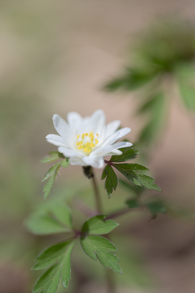 春の光と菊咲一華