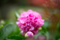 芍薬