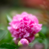 芍薬