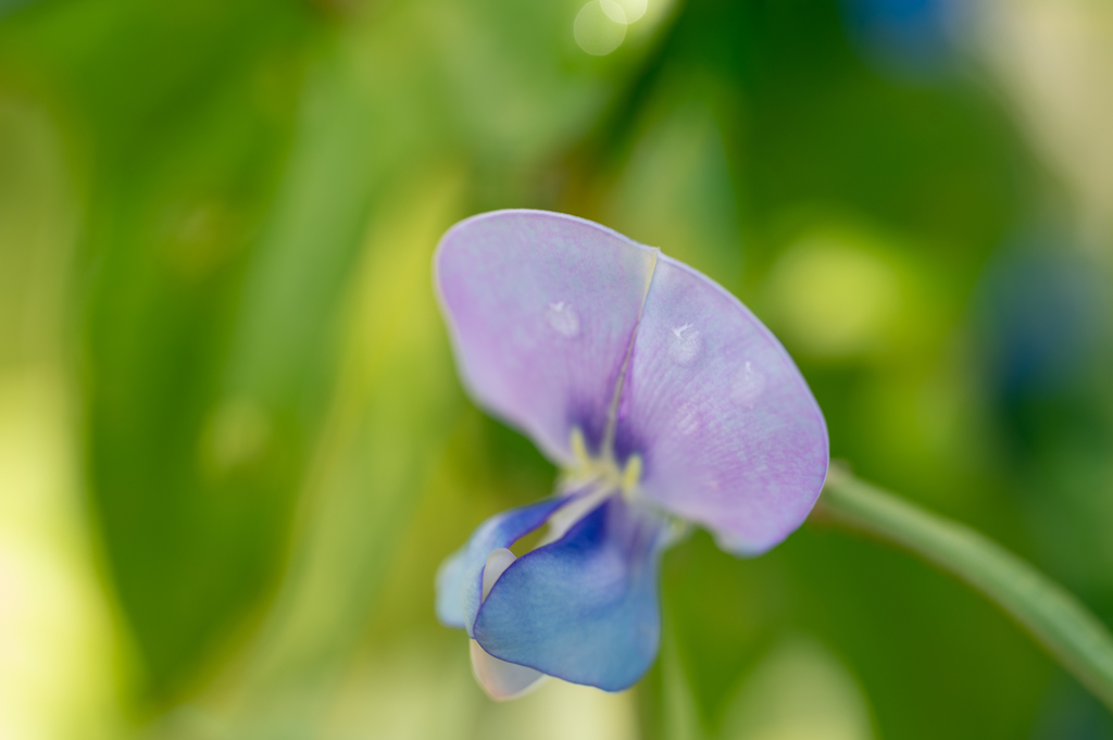 この花からどんな豆が出来るのだろう