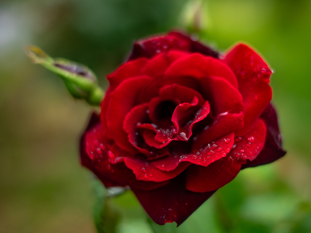 薔薇が咲いた　「パパメイアン」