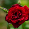 薔薇が咲いた　「パパメイアン」