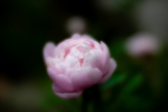 芍薬