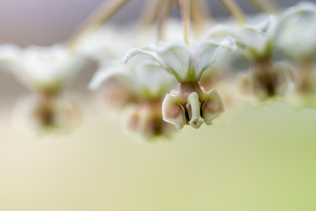フウセントウワタの花