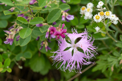 花3種