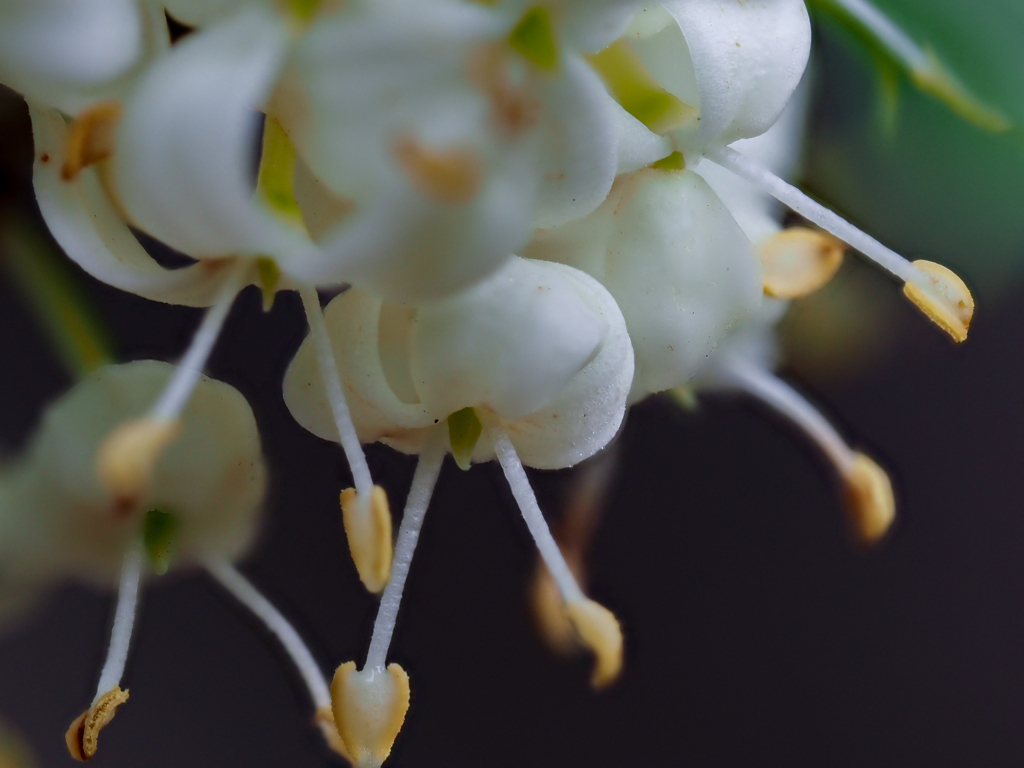 ヒイラギの花