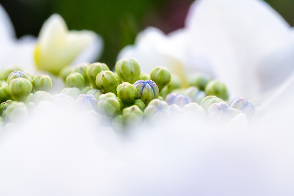白紫陽花