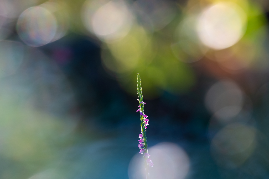 捩花