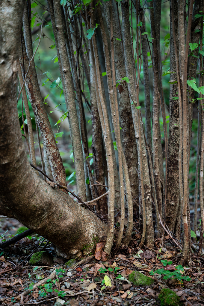 へんげする樹命