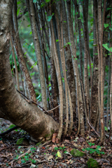 へんげする樹命