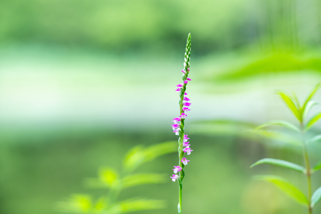 梅雨空へ螺子巻く花