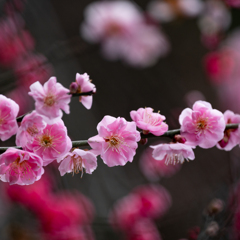 馥郁と咲く　その１
