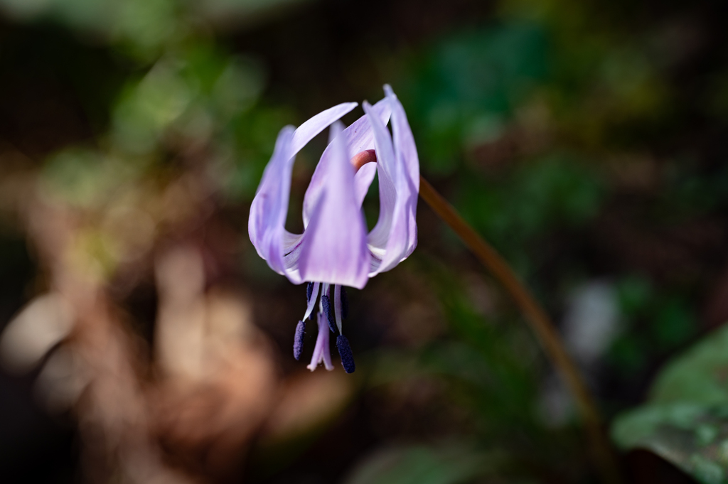 カタクリの花