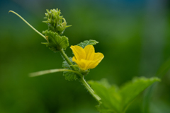 マクワウリの花