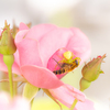 薔薇と虫たち