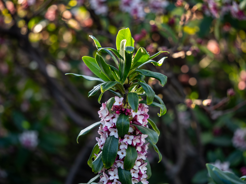 沈丁花