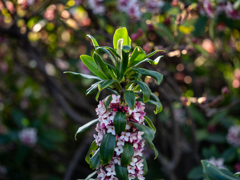 沈丁花