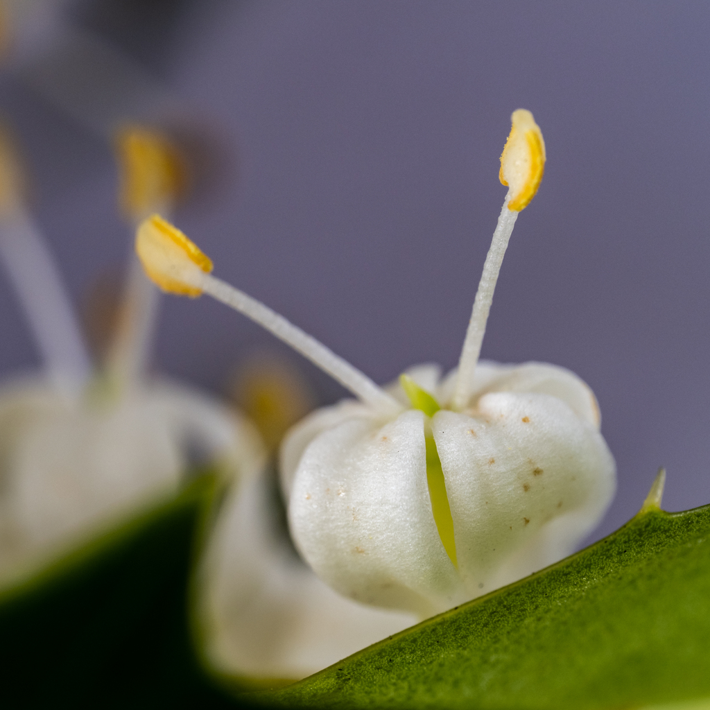 ヒイラギの花②