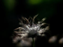 翁草「朝の調べ」