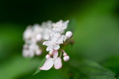 草紫陽花