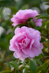 山茶花の季節
