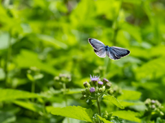 ユーパトリウムとシジミチョウ