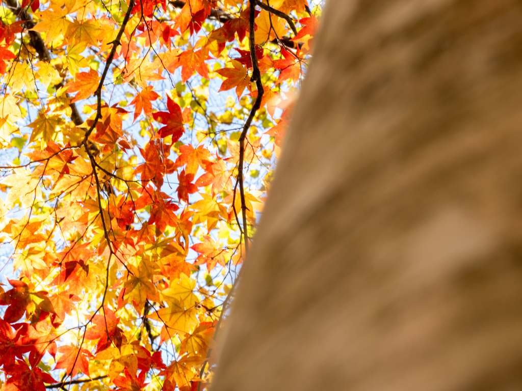  紅葉と白樺