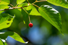 梅雨晴れに見上げてみたら