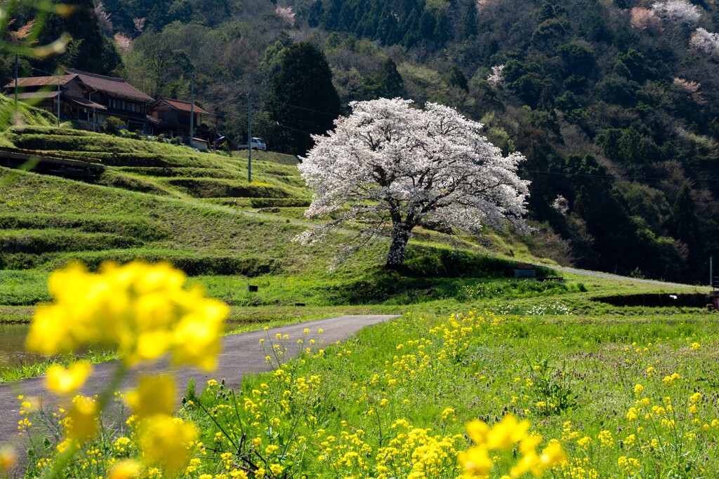 里山の春