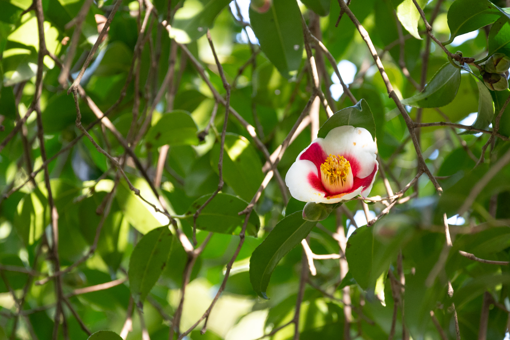 椿の里より　その４