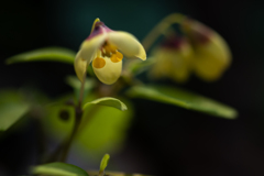山陰白銀草の花