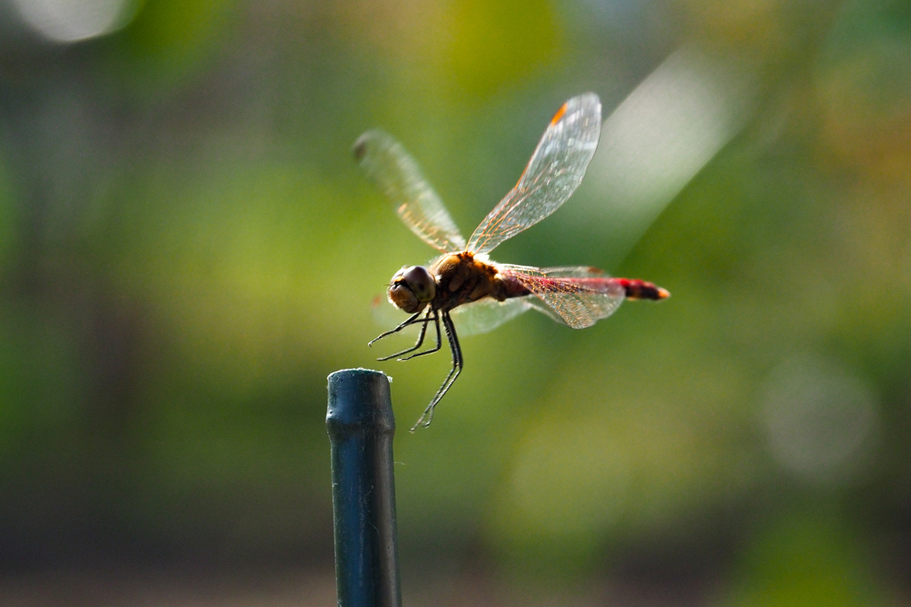赤トンボ