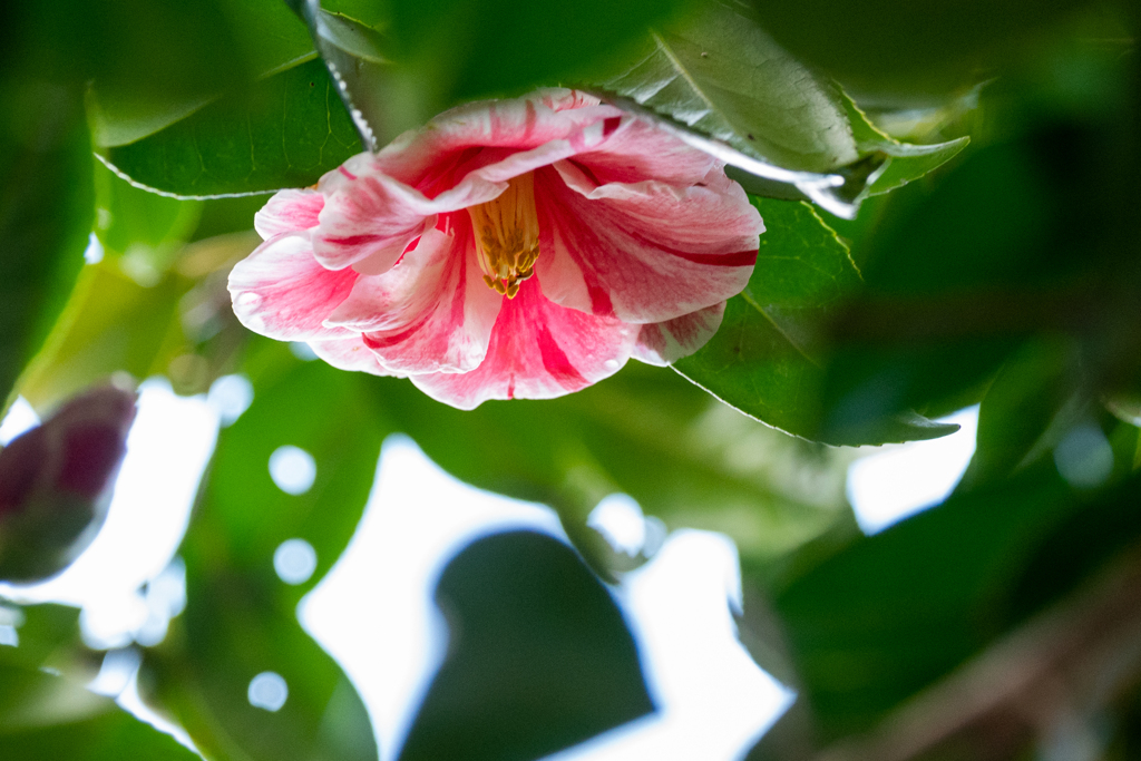 樹上の花椿