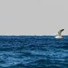 飛行する海猫