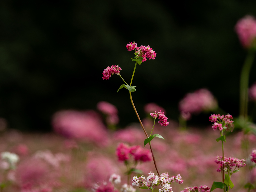 赤蕎麦の花