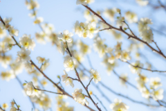 桜じゃないよ梅だよ