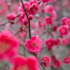 馥郁と咲く　その２