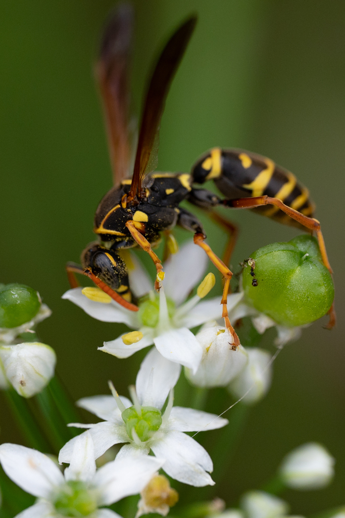 ニラの蜜に執着しているフタモンアシナガバチ