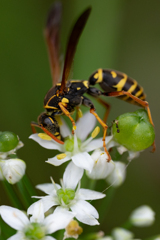 ニラの蜜に執着しているフタモンアシナガバチ