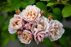 薔薇が咲いた　「いおり」