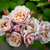 薔薇が咲いた　「いおり」