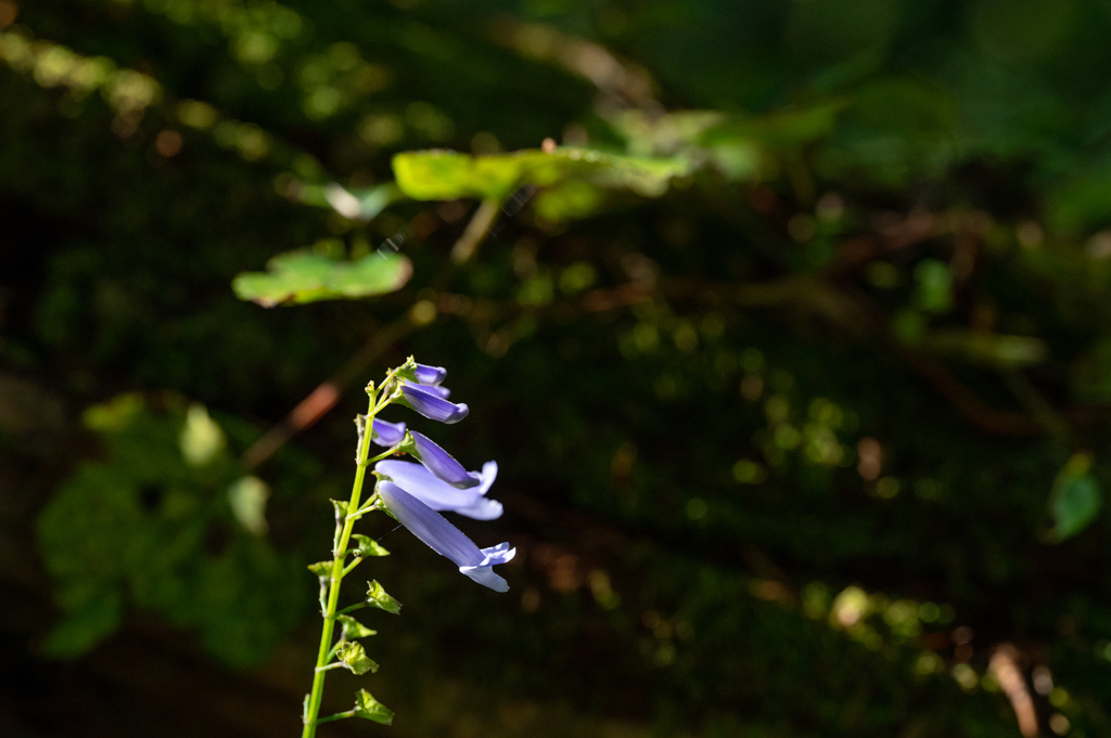 森に咲く花